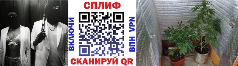 купить   Меленки  Канабис гибрид 